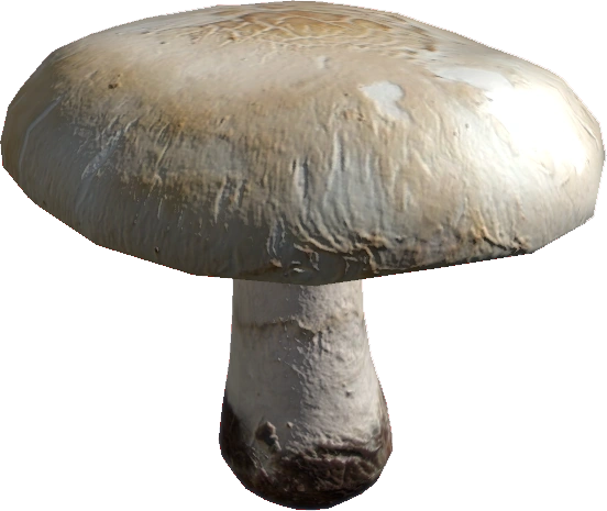 AgaricusMushroom